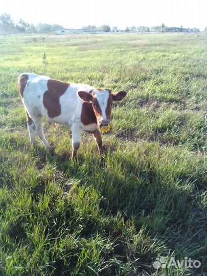 Телята бычки