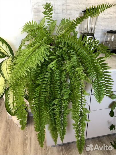 Папоротник кудрявый или нефролепес