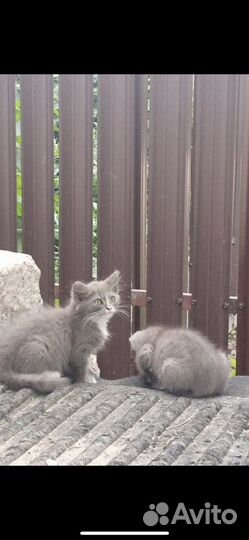 Котенок в дар бесплатно