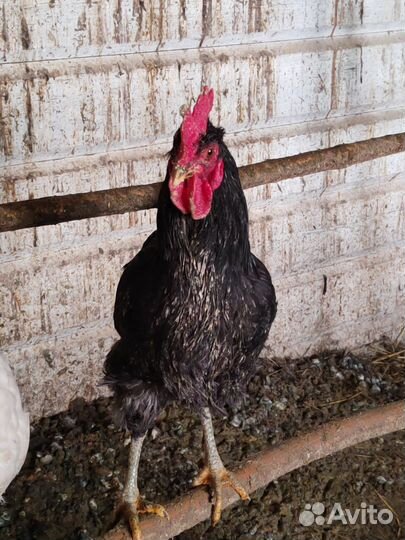 Молодые петухи