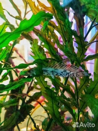 Полиптерусы