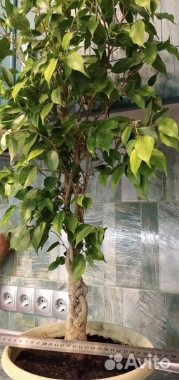 Красивые взрослые растения