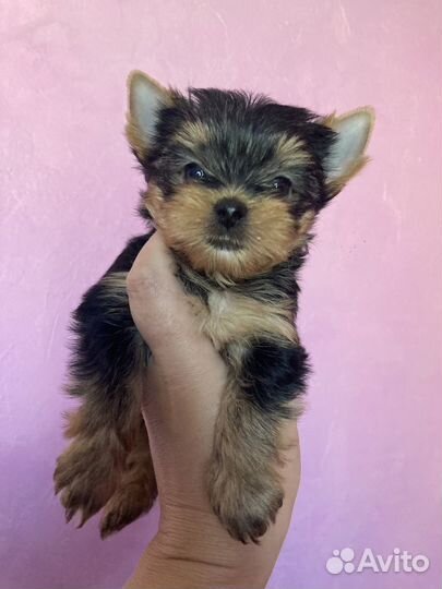 Девочка мини