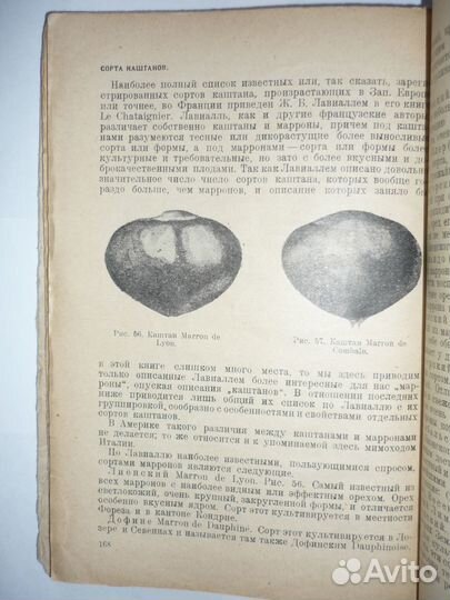 Кичунов Н.И. Орехи и их культура 1931