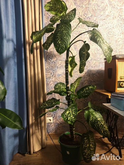 Диффенбахия