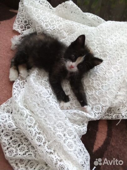 Котенок девочка в добрые руки приучена к лотку