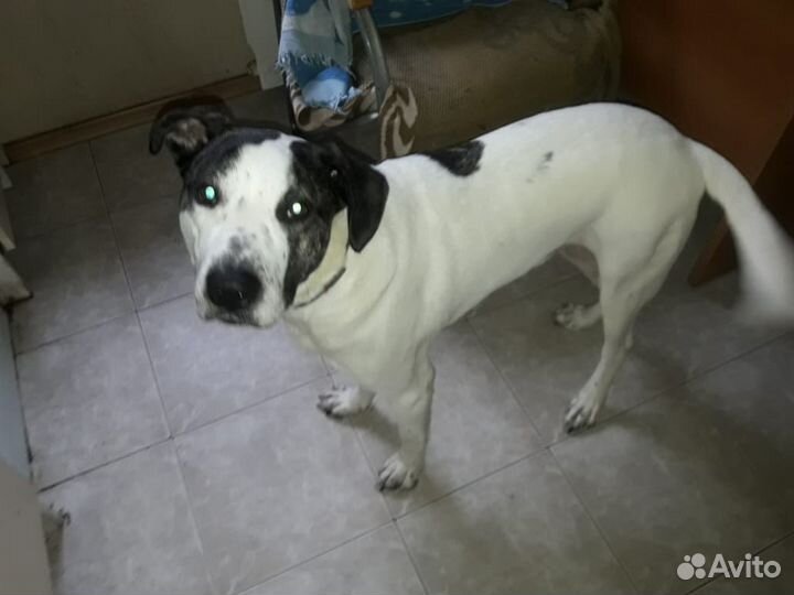 Собака амстаф