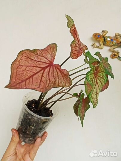 Каладиум Thai Beauty/ Desert Sunset/ Grey Horst