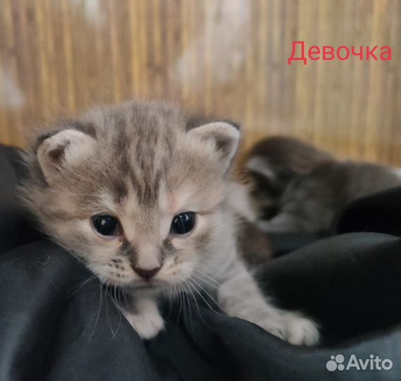 Котенок в добрые руки