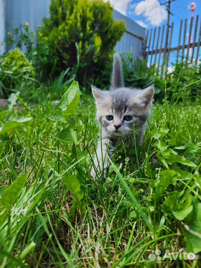 Котята в добрые руки даром