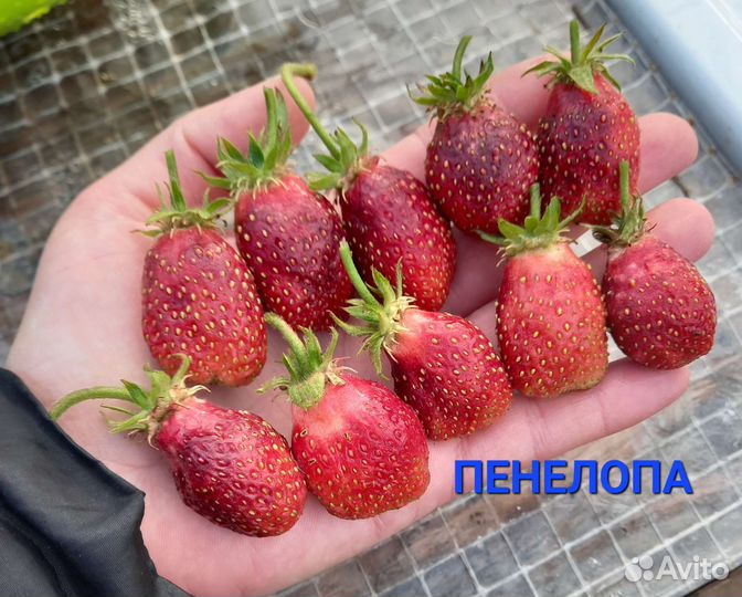 Саженцы клубники
