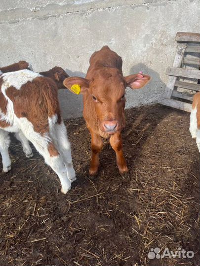 Телята бычки скот с доставкой до двора