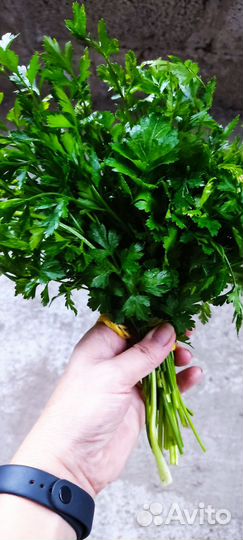 Петрушка свежая