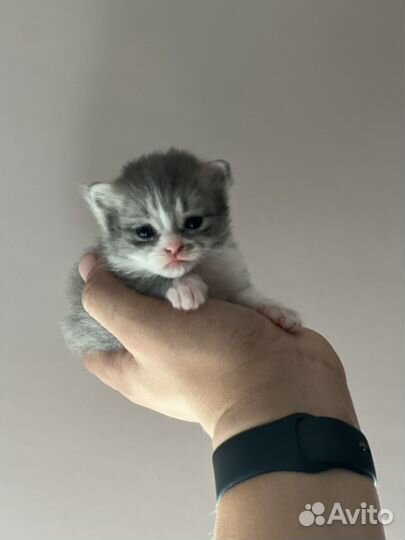 Британские котята