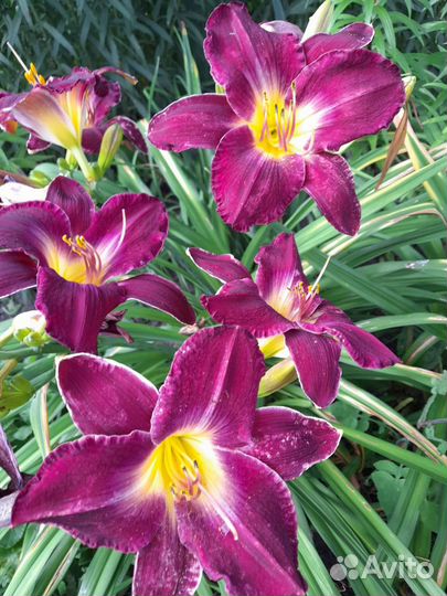 Цветы многолетники