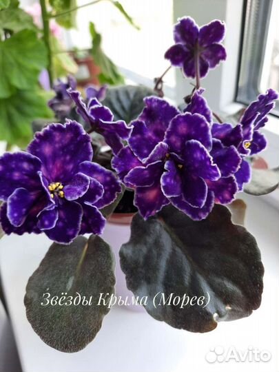 Фиалки - черенки, детки