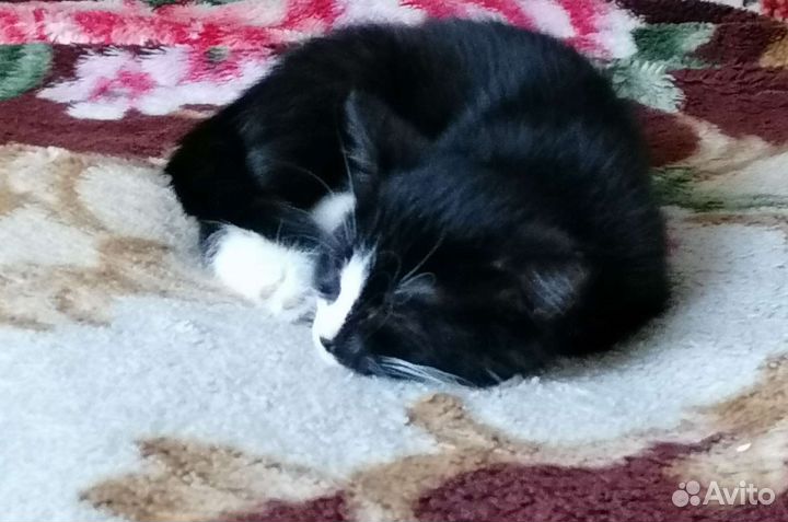 Отдам кошечку в хорошие руки бесплатно