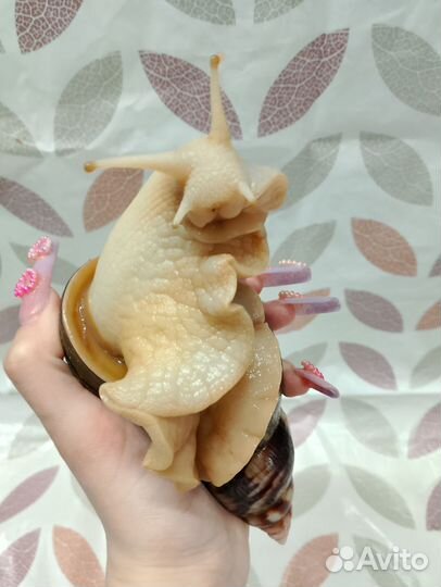 Улитки ахатины