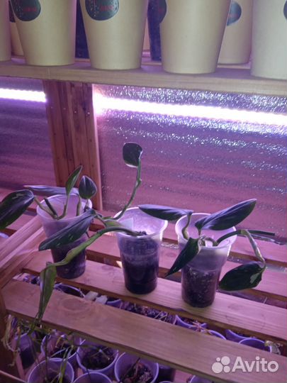 Филоден кобра