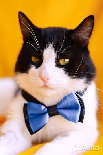 Котик Барон в добрые руки