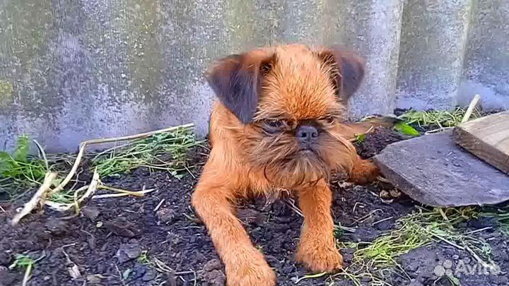 Брюссельский гриффон