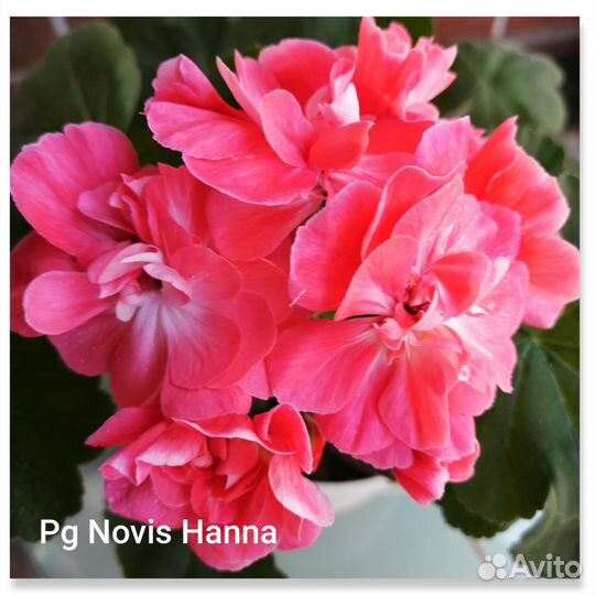 Герань пеларгония