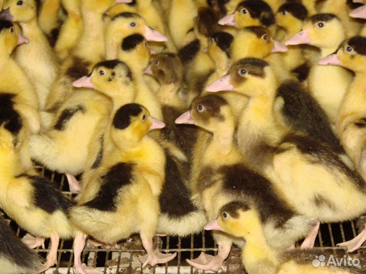 Гуси утки индоутки иуларды