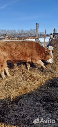 Продам бычков с откорма