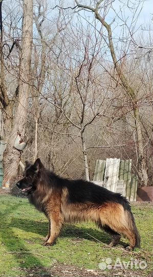 Черная немецкая овчарка вязка