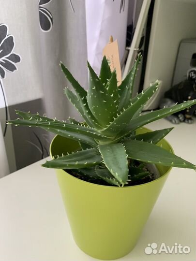 Алоэ сортовой комнатное растение кактус