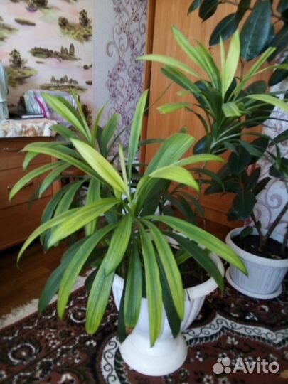 Комнатные цветы