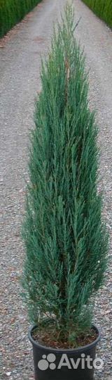 Можжевельник скальный