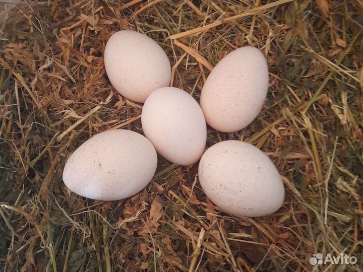 Яйцо индюшки инкубационное