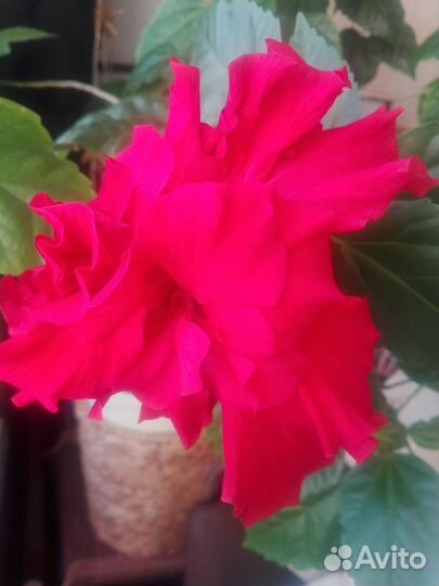 Гибискус 65см