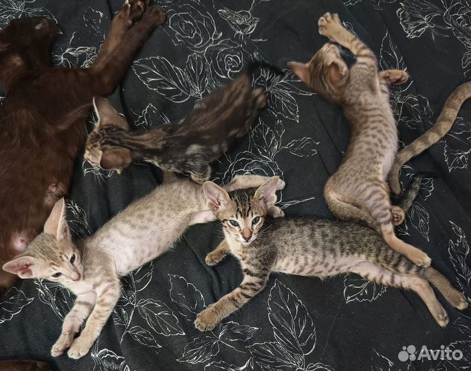 Ориентальные котята