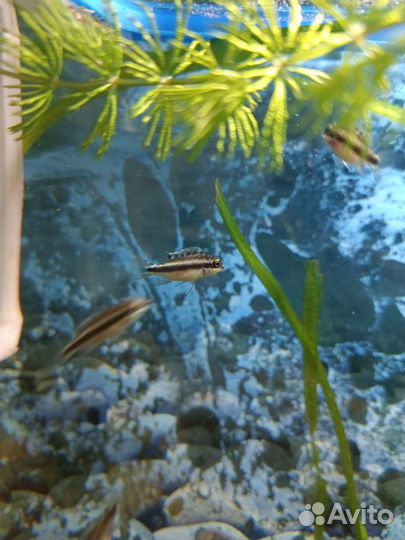 Пельвикахромис пульхера