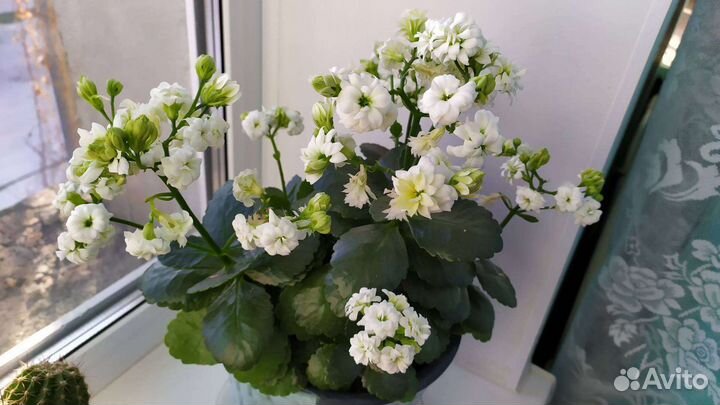 Каланхоэ махровый, каланхоэ лечебный