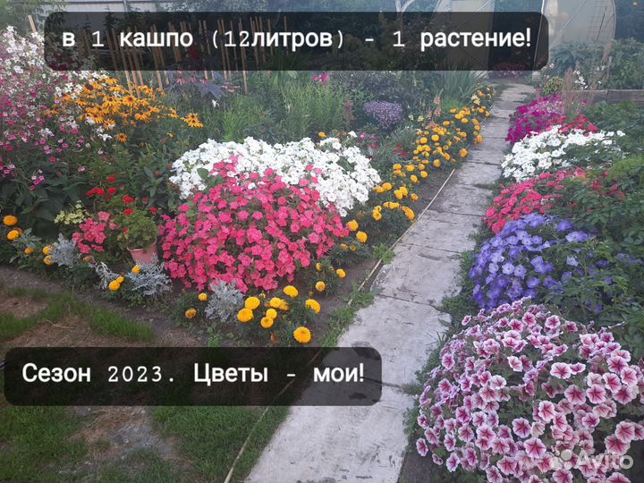 Петуния ампельная