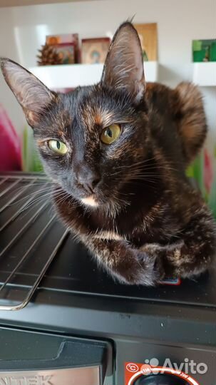 Кошечка Мася