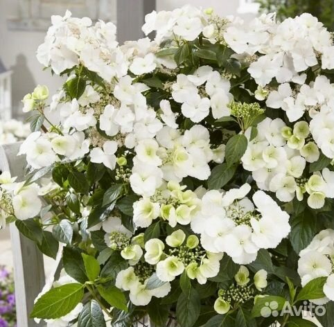 Гортензия крупнолистная (Бесконечное лето)