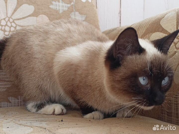 Молодая кошечка