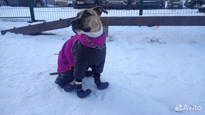 Одежда для собак