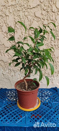 Фикус Бенджамина