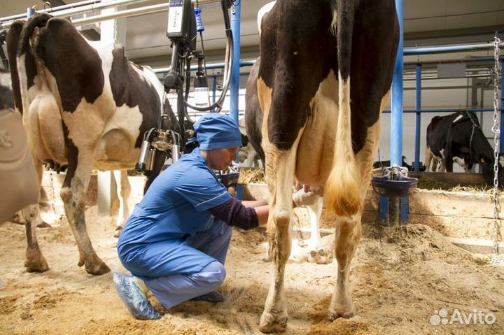 Работник по машинному доению / Калужская обл