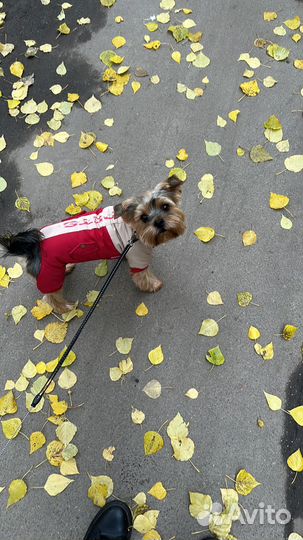 Случка той-терьер