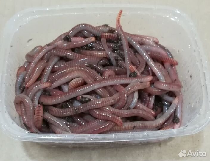 Черви для рыбалки Дендробена 1 кг