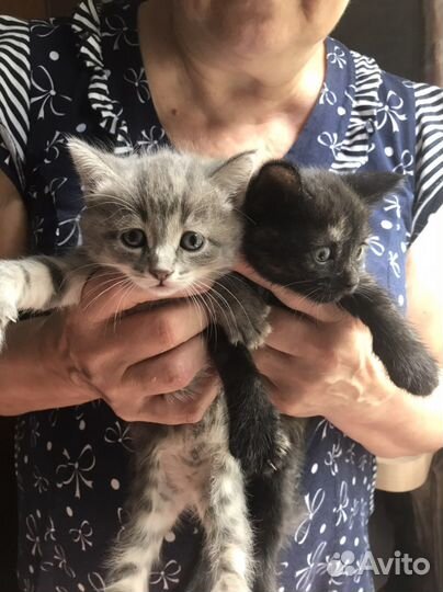 Отдам котят в добрые руки