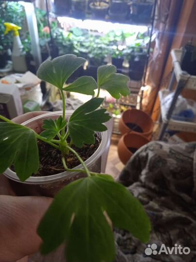 Пеларгония герань