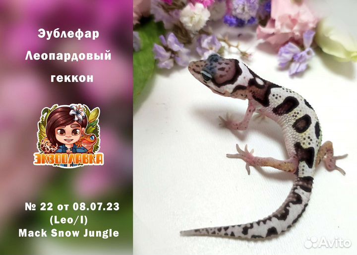 Эублефар Геккон Гемитеконикс