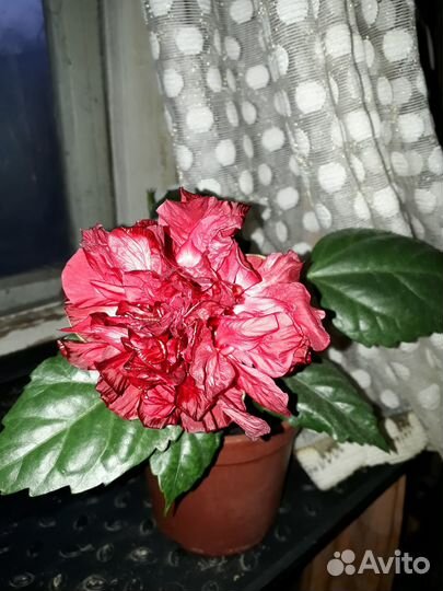 Гибискус красный махровый ипростой
